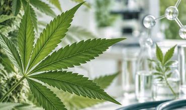 cannabiskrebs